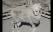  'Sir Freddie' in 1969, one of the four rams whose semen was frozen in 1968. Photo courtesy Walker family.