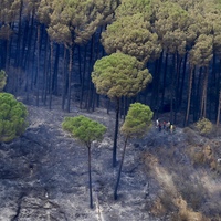 LEBANON-BKASSINE-PINE TREES-FIRE