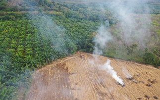  'A national embarrassment': UK imports goods linked to the destruction of a Liverpool-sized forest each year