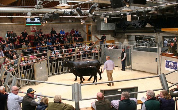 Shadwell dispersal tops at 28,000gns