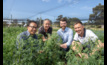  Disease warriors:  Murdoch University Professor Chengdao Li, Department of Primary Industries and Regional Development research scientist Geoff Thomas, AGT lupin breeder Matthew Aubert and CCDM project leader Lars Kamphuis are embarking on a project to enhance disease resistance in narrow leafed lupins. Photo courtesy DPIRD.