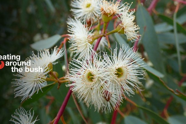 The river red gum is an icon of the driest continent