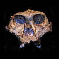 New clues from 2 million-year-old tooth enamel tell us more about an ancient relative of humans