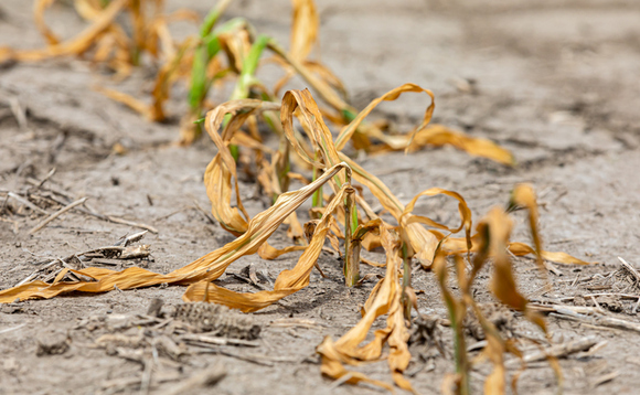'Completely brutal': UK harvest on track for historic lows after drought and heatwaves 'desiccate' crops