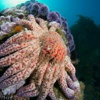 How sea star wasting disease transformed the West Coast's ecology and economy