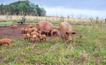 Concern for UK's rare pig and poultry breeds in new RBST Watchlist