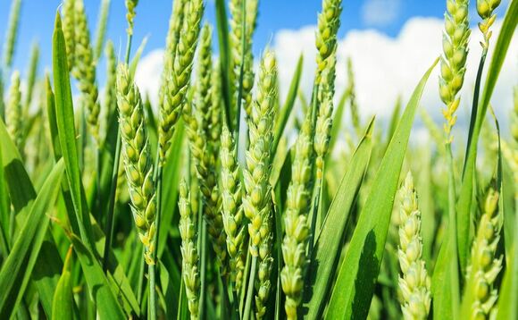 Wheat area up 26 per cent on 2020