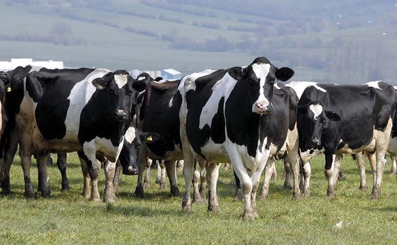 Reduction in GB milking herd as producers curb production