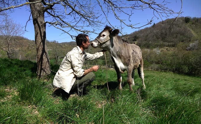 Doug Mounjoy says he has been forced to crowdfund in order to feed his Casta cattle