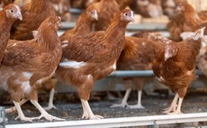 Processed animal protein feed for UK pig and poultry producers 'highly unlikely'