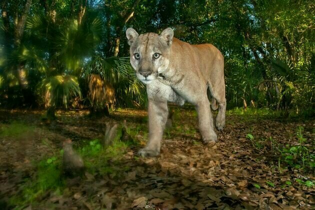 Florida panthers and black bears need a literal path for survival - here's how the Florida Wildlife Corridor provides it in one of the fastest-growing US states