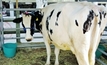 Dairy looks to new breeding index