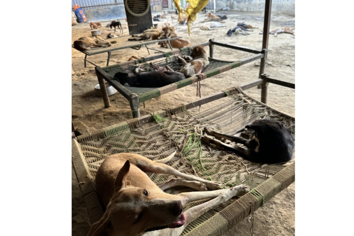 LOKI Animal Shelter Helps Rescue Over 3000 Injured Animals Through Free Ambulance and Treatment Initiative
