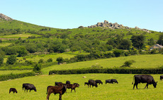 Destocking on Dartmoor has created unmanageable 'jungle'