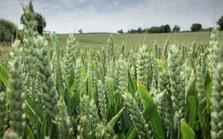 Scientists recreate 10,000-year-old wheat cross to isolate lost traits
