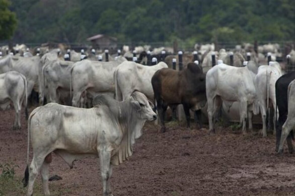 Assam: Police seize 44 cattle heads in Guwahati