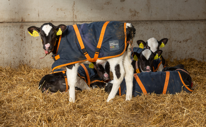 Dairy special: Third of calves experience respiratory disease