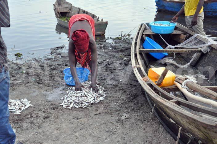   woman after harvesting silver fish from ake lbert at anseko landing site in uliisa district hoto by rancis morut