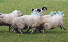 Tackle sheep worrying by lifting e-collar ban, says dog group
