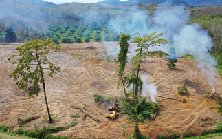 Corporates accused of failing to deliver 'meaningful progress' on tackling tropical deforestation