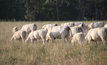  Onwards and upwards: Beef farmers are being encouraged to aim for carbon neutral production by planting trees, increasing soil carbon levels and improving herd productivity. Photo: Pamela Lawson