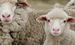 A project is under way looking at tailored intervention strategies to reduce Merino ewe mortality rates. 