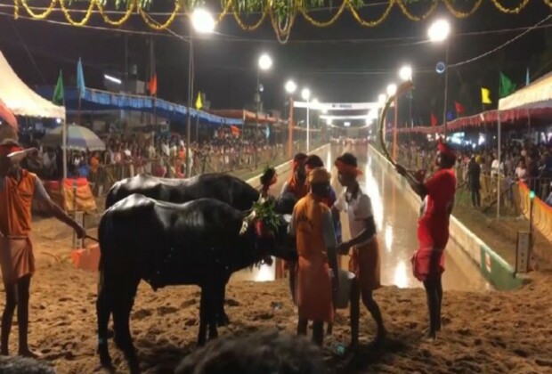 Over 160 pairs of buffaloes take part in Jaya Vijaya Kambla in Mangaluru