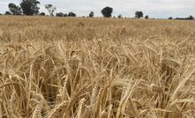 Grain growers in Western Australia should be on alert for wheat powdery mildew following the detection of a gateway mutation. 