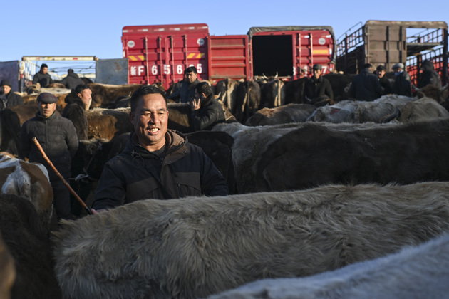 CHINA-XINJIANG-LIVE STOCK BROKER (CN)