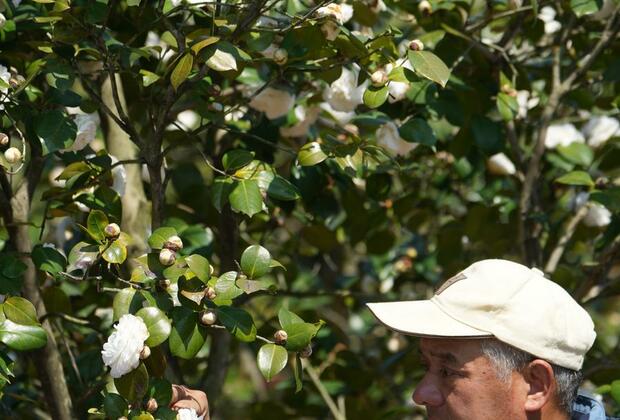 ZhejiangPictorial | Camellia cultivator collects Chinese indigenous varieties, breeds new varieties