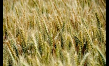 The GRDC is conducting research to help Australian grain growers avoid frost risk.