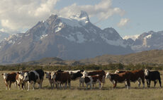 Cattle play major role in culture and livelihoods across the world