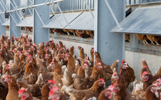 Mandatory housing measures removed as bird flu risk reduced