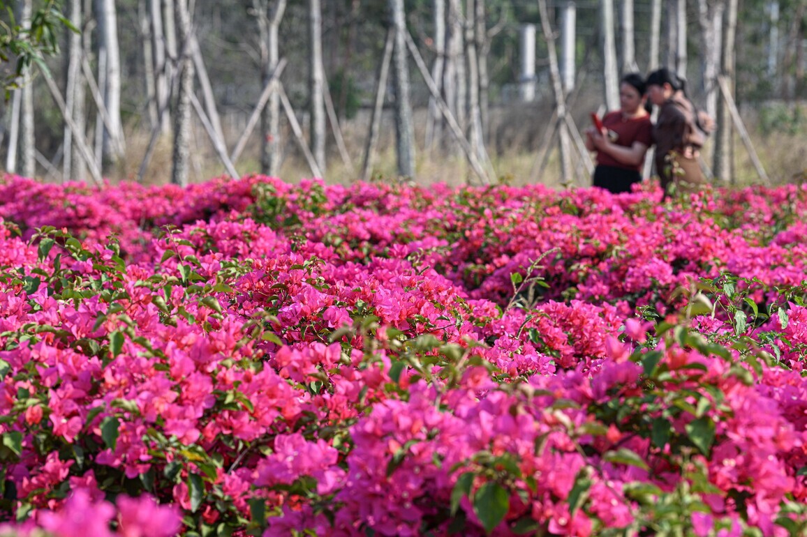 (HainanOutlook) CHINA-HAINAN-CHANGJIANG-FLORAL INDUSTRY-TOURISM (CN)