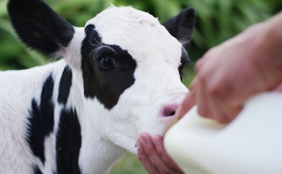 Why feeding method is important for calves: The role of the oesophageal groove 