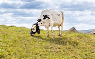 Zelp launches 'cow wearable' to measure cattle methane emissions