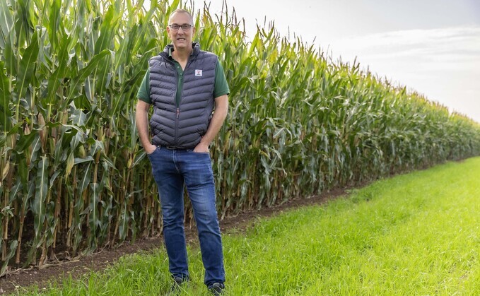 Early maize harvest likely as crops forge ahead
