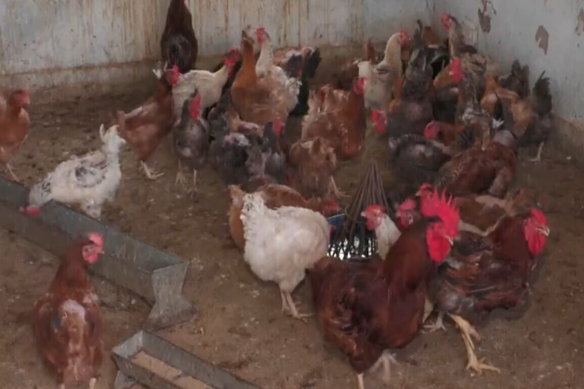 J-K: Udhampur poultry farms take preventive steps amid heatwave