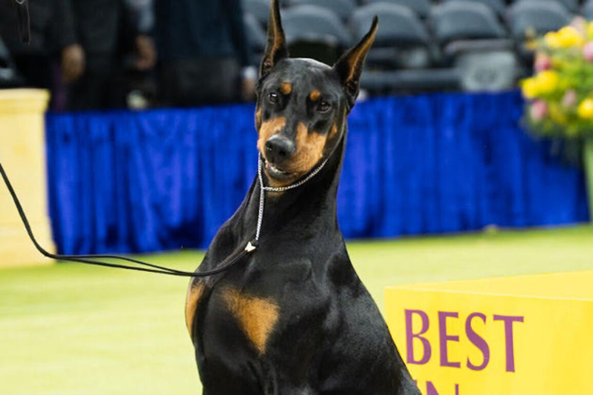Doberman pinscher wins New York City’s 150th Westminster dog show