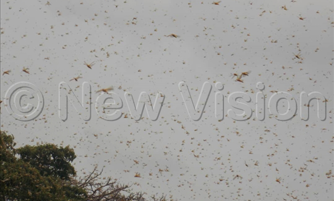 Locusts swarm Soroti town Locusts swarm Soroti town