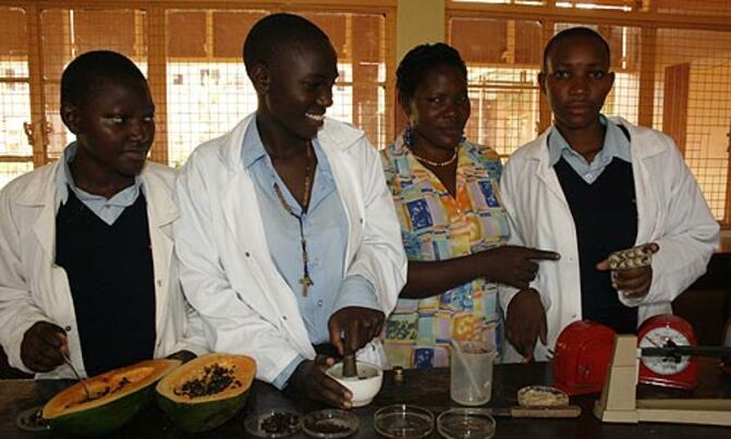 Pawpaw deworming tablets project thrives Pawpaw deworming tablets project thrives