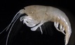 stygo shrimp, an apex predator found in Beetaloo aquifers. CSIRO