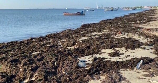 Tamil Nadu: Seaweed blankets Thoothukudi's eastern shores,