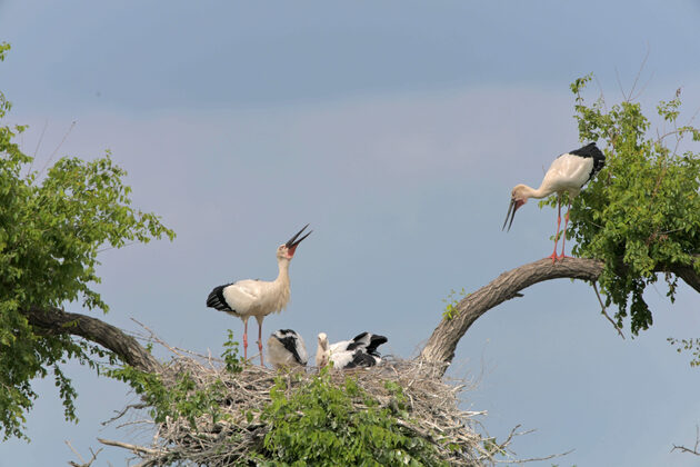 #CHINA-HEILONGJIANG-ORIENTAL WHITE STORKS-CHICKS (CN)