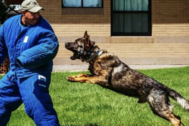 Woman who caused crash that killed K-9, injured officer sentenced