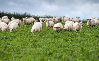 Vaccination best line of defence against bluetongue, vet advises 