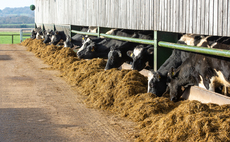 Options to extend silage stocks