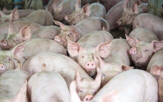 Pig margins plummet as crisis continues