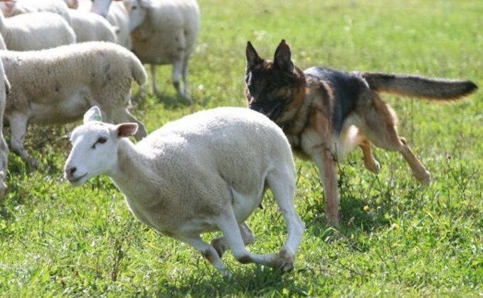 Rob Taylor, the UK Police NPCC lead for livestock attacks, said: “It is alarming to see a rise in the estimated cost of livestock worrying, and the dreadful impact it has on our farming communities."
