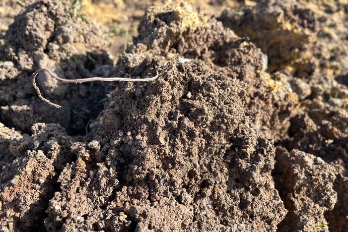Microbes are the focus of recent research that looked at how they are linked to healthy soils. 